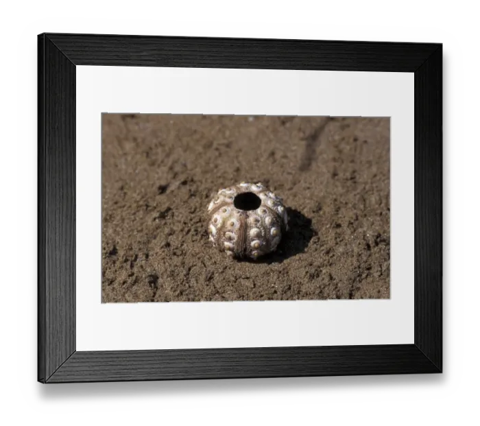 Framed Print : Pencil-spined Sea Urchin (Eucidaris thouarsii) Shell / Galapagos Framed Print : Pencil-spined Sea Urchin (Eucidaris thouarsii) Shell / Galapagos