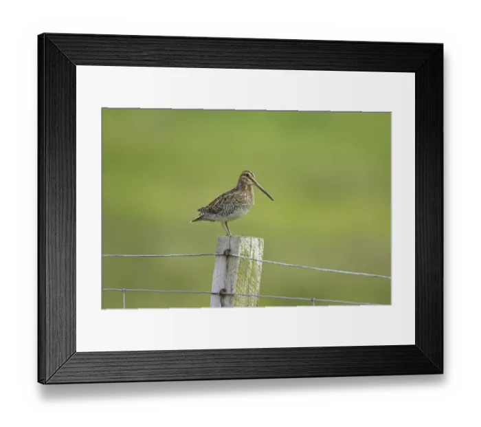Framed Print : Common Snipe (Gallinago gallinago) adult, standing on fencepost, Mainland, Shetland Islands, Scotland Framed Print : Common Snipe (Gallinago gallinago) adult, standing on fencepost, Mainland, Shetland Islands, Scotland