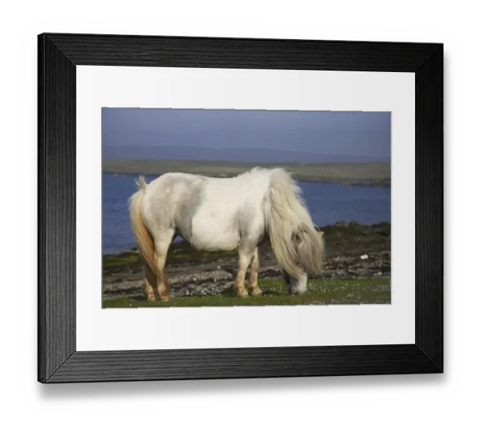 Framed Print : Shetland Pony, adult, grazing near coast, Unst, Shetland Islands, Scotland Framed Print : Shetland Pony, adult, grazing near coast, Unst, Shetland Islands, Scotland