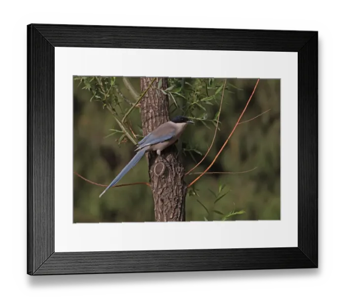 Framed Print : Azure-winged Magpie (Cyanopica cyana) adult, perched on tree trunk, Beijing, China, may