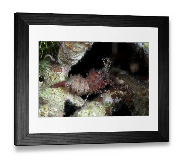 Framed Print : Marbled Shrimp (Saron marmoratus) adult, on reef, Wayil, Wayilbatan, West Papua, New Guinea, Indonesia Framed Print : Marbled Shrimp (Saron marmoratus) adult, on reef, Wayil, Wayilbatan, West Papua, New Guinea, Indonesia