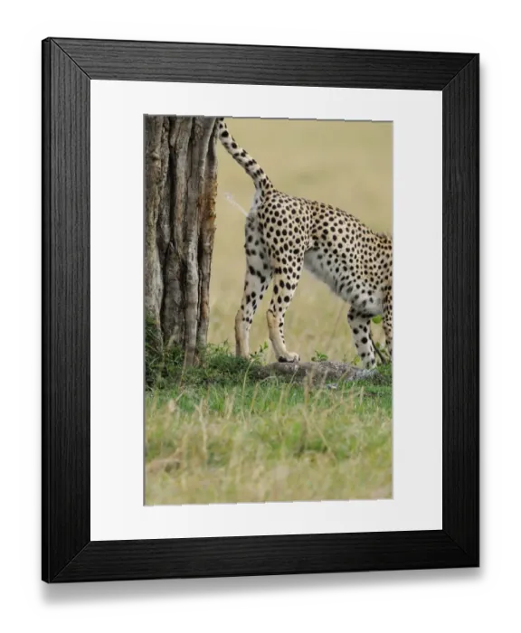 Framed Print : Cheetah (Acinonyx jubatus) adult male, scent marking, spraying tree trunk with urine, Masai Mara, Kenya Framed Print : Cheetah (Acinonyx jubatus) adult male, scent marking, spraying tree trunk with urine, Masai Mara, Kenya