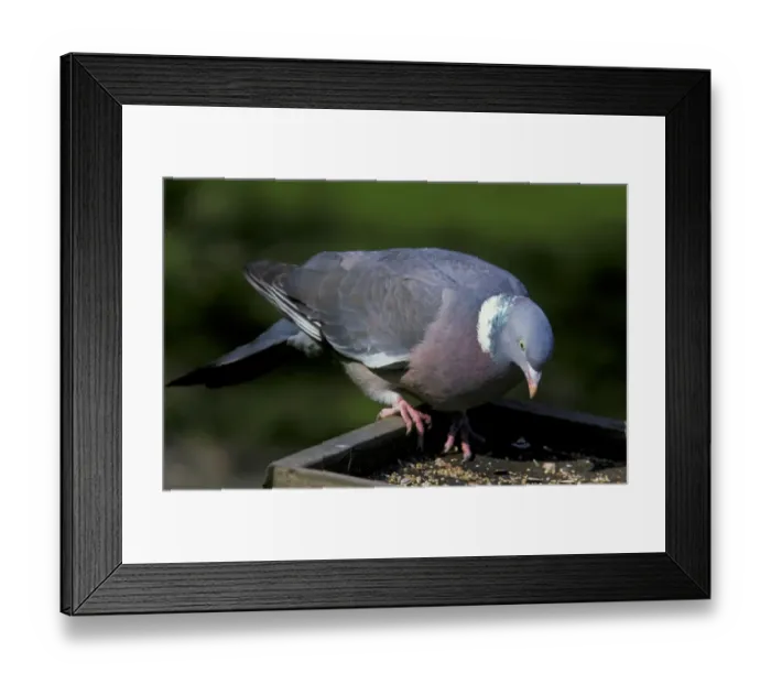 Framed Print : Wood Pigeon (Columba palumbus) adult, feeding at birdtable in garden, England Framed Print : Wood Pigeon (Columba palumbus) adult, feeding at birdtable in garden, England