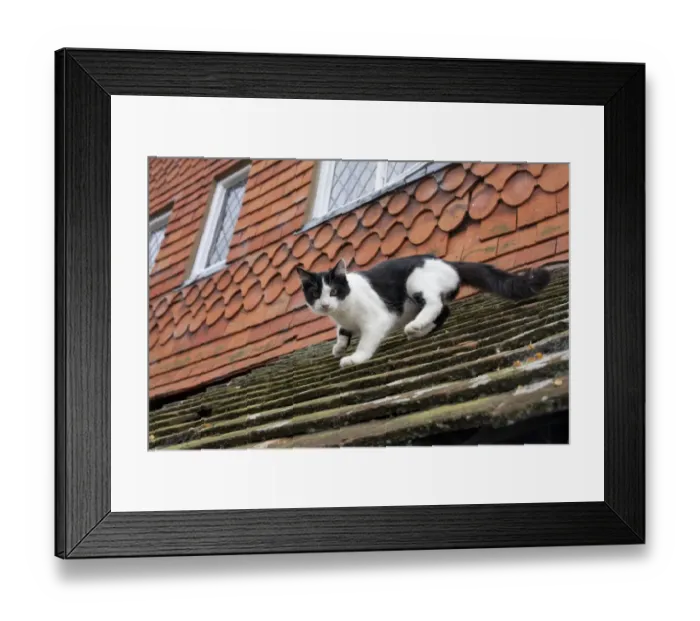 Framed Print : Domestic Cat, black and white kitten, descending tiled roof, England, october Framed Print : Domestic Cat, black and white kitten, descending tiled roof, England, october