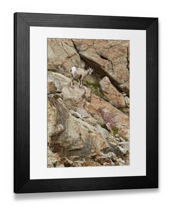 Framed Print : Bighorn Sheep (Ovis canadensis) adult female, standing on rocky slope, Jasper N. P. Rocky Mountains, Alberta, Canada, september Framed Print : Bighorn Sheep (Ovis canadensis) adult female, standing on rocky slope, Jasper N. P. Rocky Mountains, Alberta, Canada, september