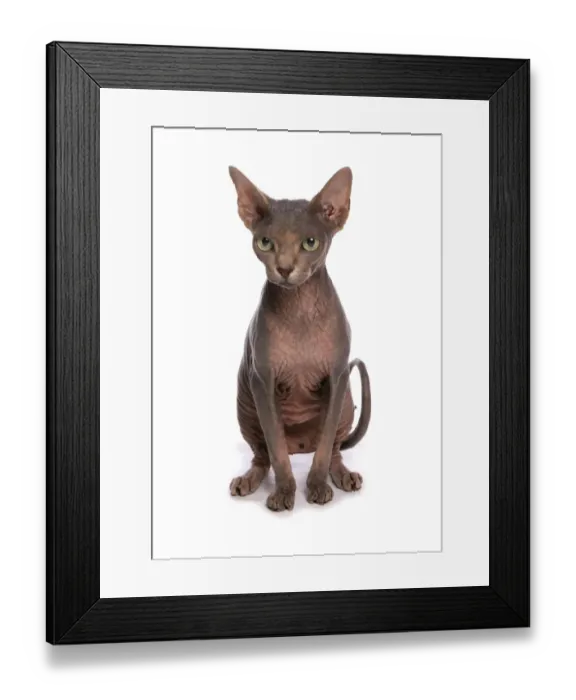 Framed Print : Domestic Cat, Sphynx, adult female, sitting Framed Print : Domestic Cat, Sphynx, adult female, sitting