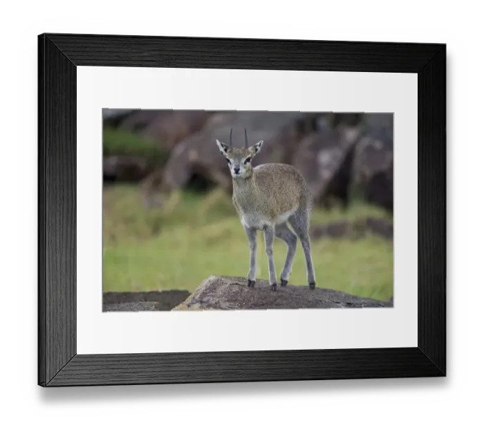 Framed Print : Klipspringer (Oreotragus oreotragus) adult, standing on rock, Serengeti N. P. Tanzania, november Framed Print : Klipspringer (Oreotragus oreotragus) adult, standing on rock, Serengeti N. P. Tanzania, november
