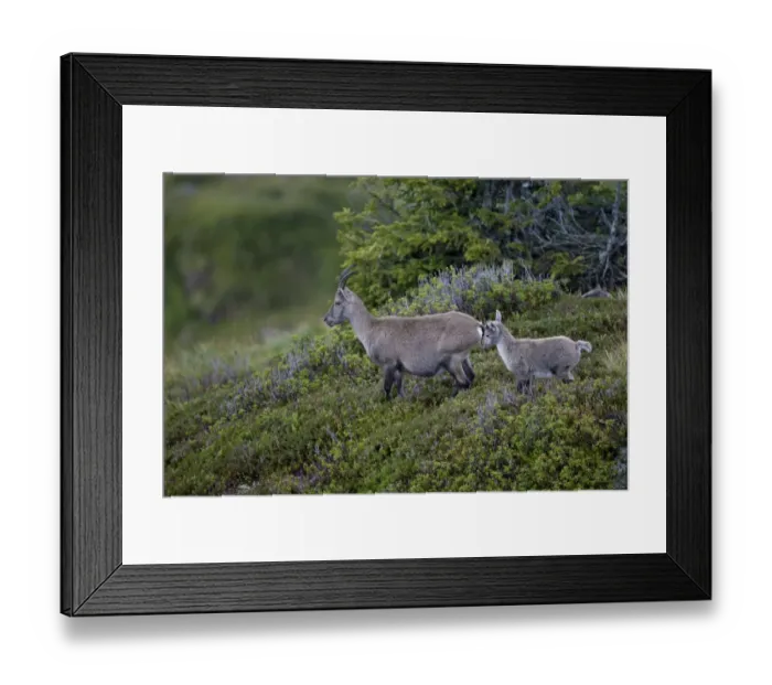 Framed Print : Alpine Ibex (Capra ibex) adult female with young, standing in vegetation, Niederhorn, Swiss Alps, Bernese Oberland, Switzerland, august