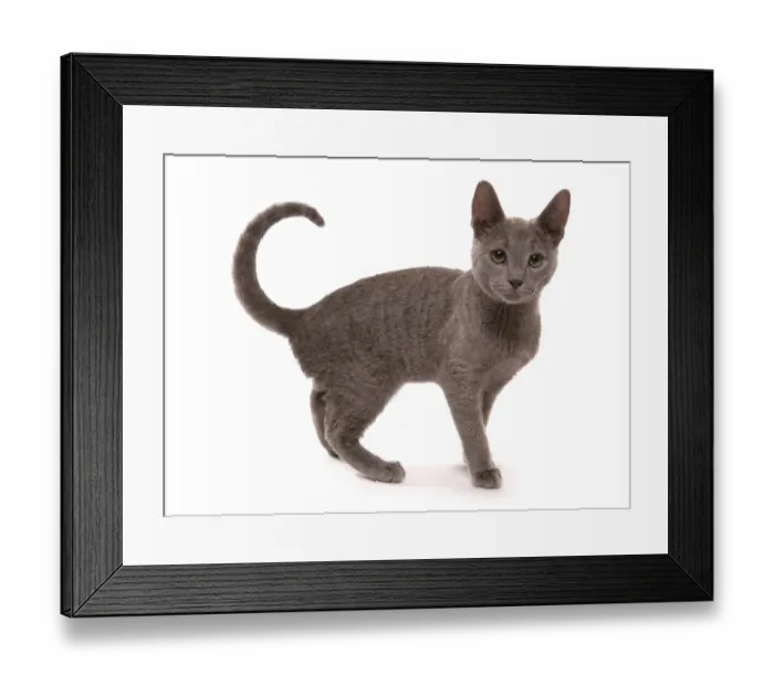 Framed Print : Domestic Cat, Russian Blue, kitten, sixteen-weeks old, standing Framed Print : Domestic Cat, Russian Blue, kitten, sixteen-weeks old, standing