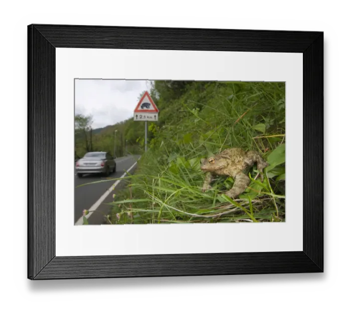 Framed Print : Common Toad (Bufo bufo) adult, sitting on bank beside road with toad crossing sign and passing car, Italy, april Framed Print : Common Toad (Bufo bufo) adult, sitting on bank beside road with toad crossing sign and passing car, Italy, april