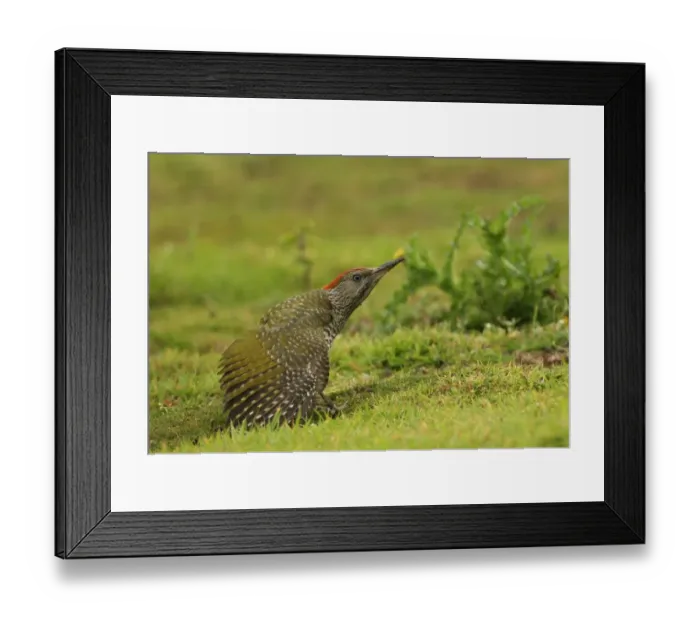 Framed Print : Green Woodpecker (Picus viridis) juvenile, stretching wing, standing on grassy field in rain, Norfolk, England, august Framed Print : Green Woodpecker (Picus viridis) juvenile, stretching wing, standing on grassy field in rain, Norfolk, England, august