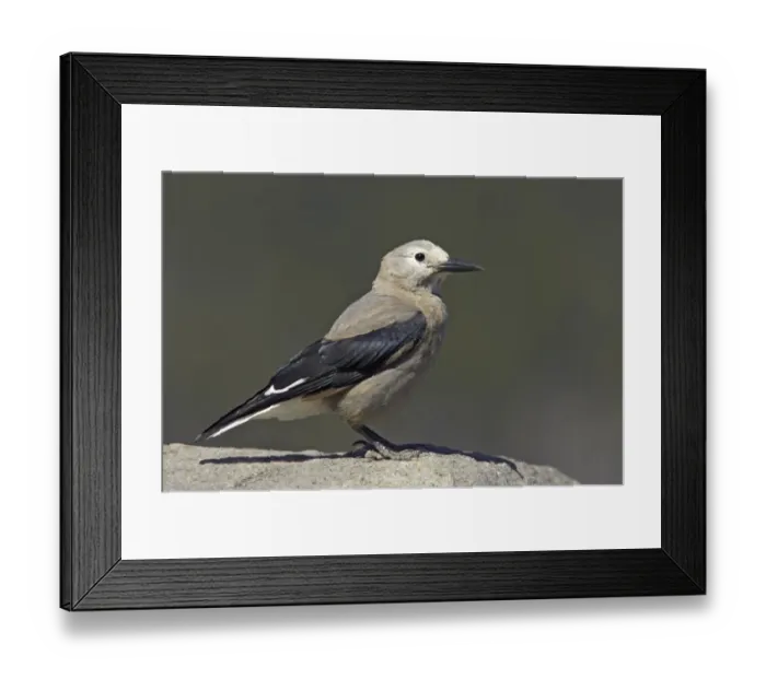 Framed Print : Clark's Nutcracker (Nucifraga columbiana) adult, standing on rock, Crater Lake N. P. Oregon, U. S. A