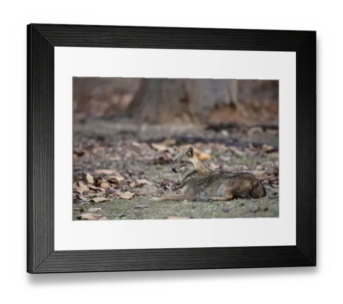 Framed Print : Golden Jackal (Canis aureus) adult, resting in forest, Kanha N. P. Madhya Pradesh, India