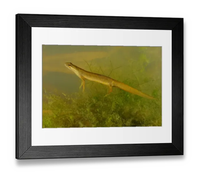 Framed Print : Smooth Newt (Lissotriton vulgaris) adult female, underwater, Italy, june