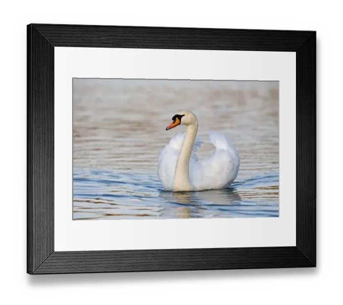 Framed Print : Mute Swan (Cygnus olor) adult male, swimming, Norfolk, England, spring