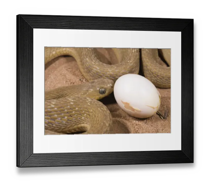 Framed Print : Common Egg-eater Snake (Dasypeltis scabra) adult, close-up of head, feeding on egg, Sindou, Leraba Province, Burkina Faso