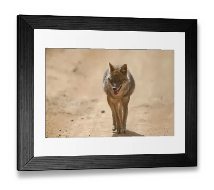 Framed Print : Golden Jackal (Canis aureus) adult, walking along track, Kanha N. P. Madhya Pradesh, India Framed Print : Golden Jackal (Canis aureus) adult, walking along track, Kanha N. P. Madhya Pradesh, India