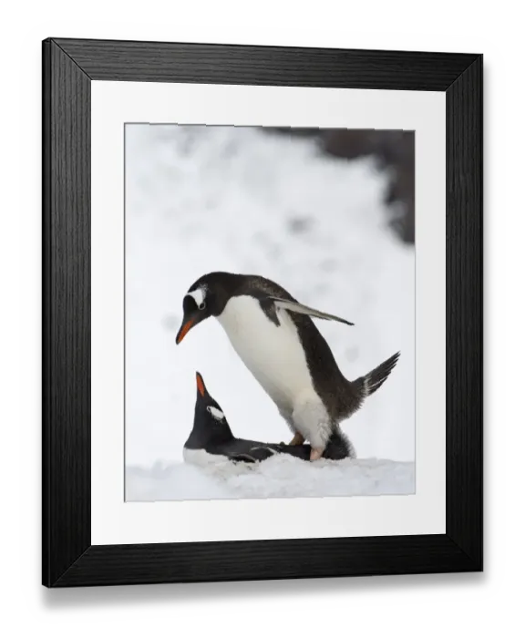 Framed Print : Gentoo Penguin (Pygoscelis papua) adult pair, mating on snow, Half Moon Island, South Shetland Islands, Antarctica, november Framed Print : Gentoo Penguin (Pygoscelis papua) adult pair, mating on snow, Half Moon Island, South Shetland Islands, Antarctica, november