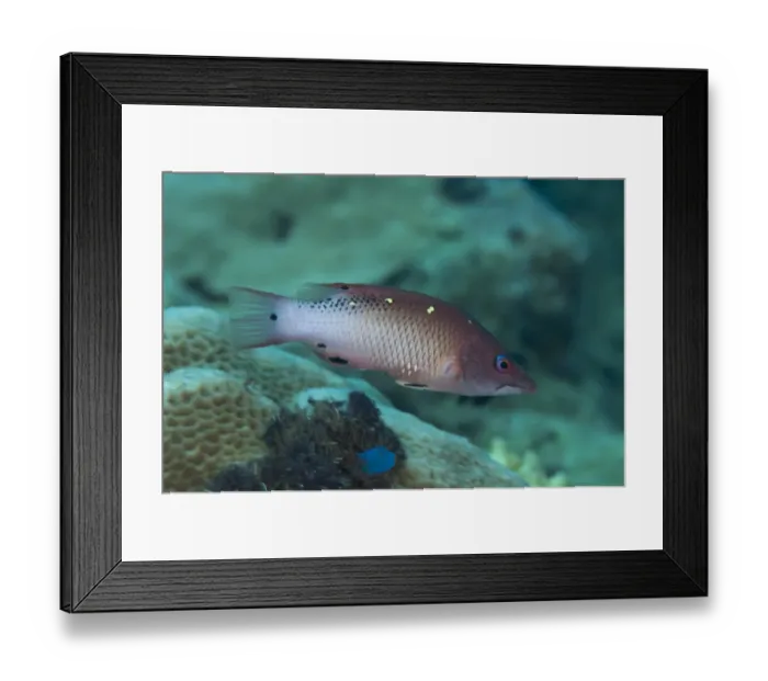 Framed Print : Diana's Hogfish (Bodianus diana) adult, swimming in reef, Tutuntute, Wetar Island, Barat Daya Islands, Lesser Sunda Islands, Maluku Province, Indonesia Framed Print : Diana's Hogfish (Bodianus diana) adult, swimming in reef, Tutuntute, Wetar Island, Barat Daya Islands, Lesser Sunda Islands, Maluku Province, Indonesia