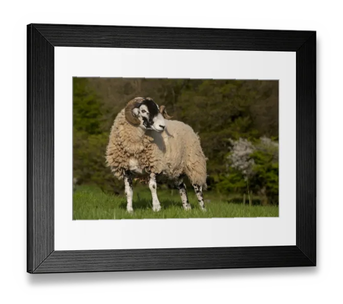 Framed Print : Domestic Sheep, Swaledale, ram, standing in pasture on hill farm, Cumbria, England, april