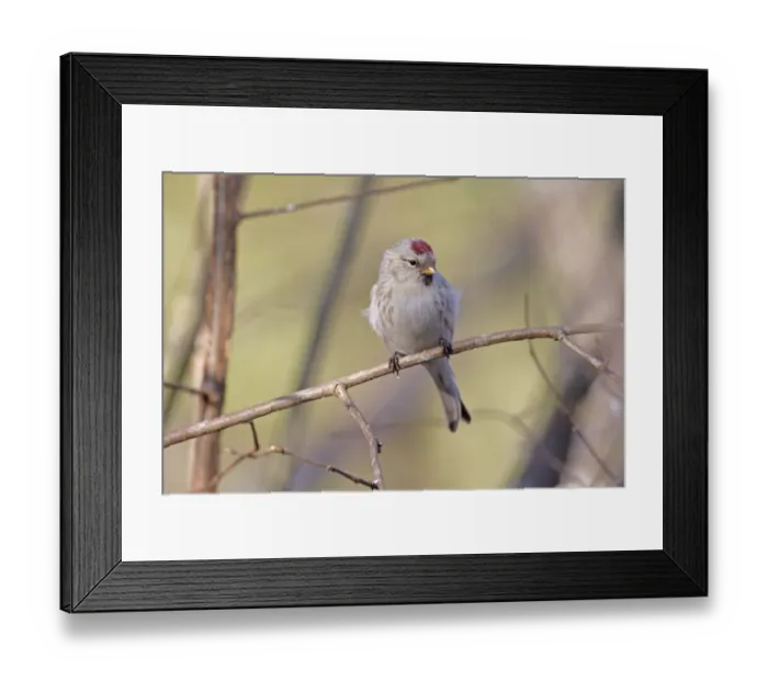 Framed Print : Arctic Redpoll (Carduelis hornemanni) adult female / first winter plumage, perched in hazel twig, Norfolk, England, january Framed Print : Arctic Redpoll (Carduelis hornemanni) adult female / first winter plumage, perched in hazel twig, Norfolk, England, january
