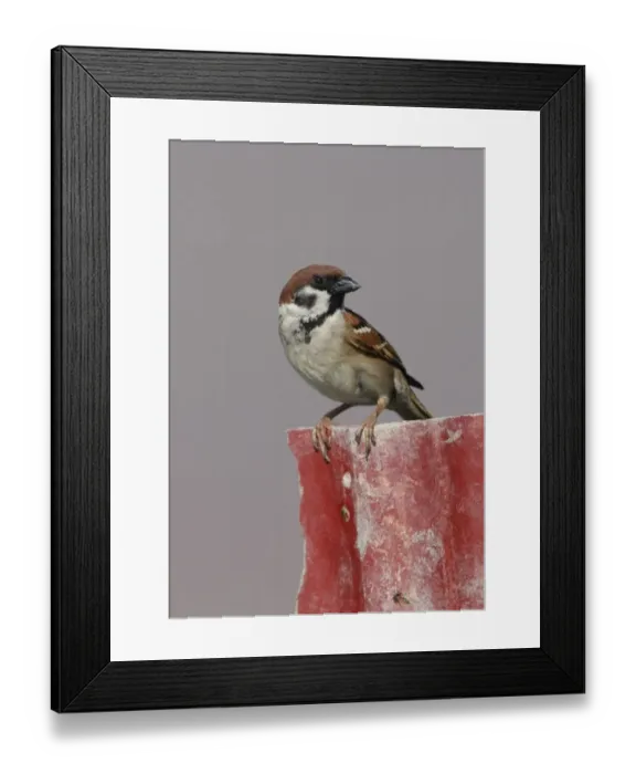 Framed Print : Eurasian Tree Sparrow (Passer montanus malaccensis) adult, perched on broken fence, Thailand, february Framed Print : Eurasian Tree Sparrow (Passer montanus malaccensis) adult, perched on broken fence, Thailand, february