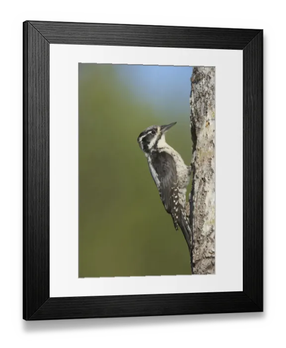 Framed Print : Three-toed Woodpecker (Picoides tridactylus) adult female, at nesthole in tree trunk, Oulu Region, Finland Framed Print : Three-toed Woodpecker (Picoides tridactylus) adult female, at nesthole in tree trunk, Oulu Region, Finland