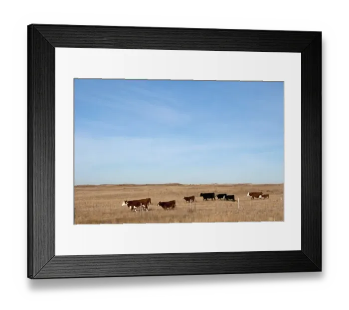 Framed Print : Domestic Cattle, cows with calves, beef herd on prairie, Southern Alberta, Canada, october Framed Print : Domestic Cattle, cows with calves, beef herd on prairie, Southern Alberta, Canada, october