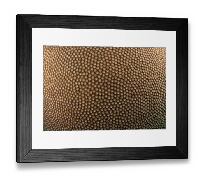 Framed Print : Hard Coral (Diploastrea heliopora) calyces, Tutuntute, Wetar Island, Barat Daya Islands, Lesser Sunda Islands, Maluku Province, Indonesia Framed Print : Hard Coral (Diploastrea heliopora) calyces, Tutuntute, Wetar Island, Barat Daya Islands, Lesser Sunda Islands, Maluku Province, Indonesia