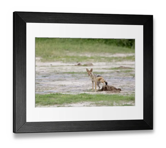 Framed Print : Black-backed Jackal (Canis mesomelas) adult female, scent marking territory, Okavango Delta, Botswana Framed Print : Black-backed Jackal (Canis mesomelas) adult female, scent marking territory, Okavango Delta, Botswana