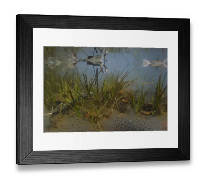 Framed Print : Common Frog (Rana temporaria) adults, with spawn underwater in montane pool during breeding season, Italy Framed Print : Common Frog (Rana temporaria) adults, with spawn underwater in montane pool during breeding season, Italy