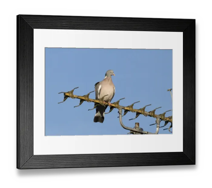 Framed Print : Wood Pigeon (Columbus palumbus) adult, perched on televison aerial in town, Holt, Norfolk, England, february Framed Print : Wood Pigeon (Columbus palumbus) adult, perched on televison aerial in town, Holt, Norfolk, England, february