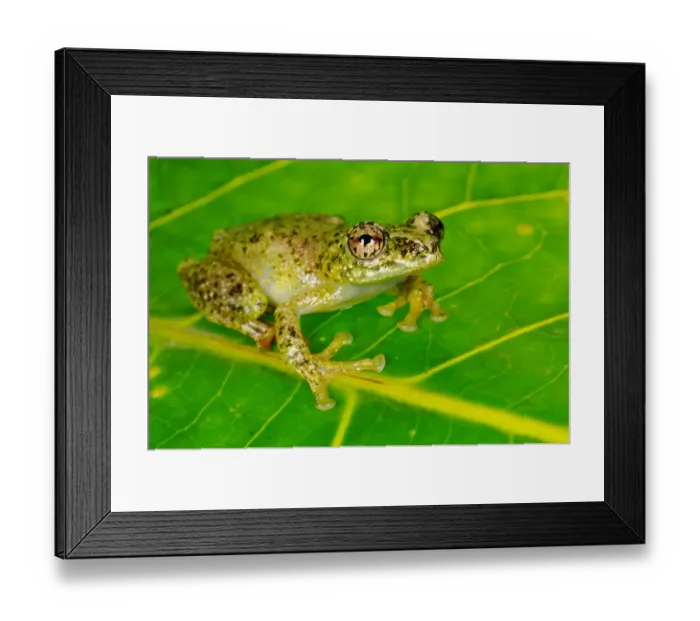 Framed Print : White-snouted Reed Frog (Hyperolius frontalis) adult, sitting on leaf in montane rainforest, Nyungwe Forest N. P. Rwanda Framed Print : White-snouted Reed Frog (Hyperolius frontalis) adult, sitting on leaf in montane rainforest, Nyungwe Forest N. P. Rwanda