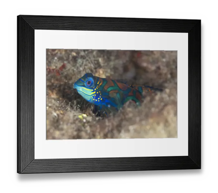 Framed Print : Mandarinfish (Synchiropus splendidus) adult, sheltering in reef, Bandaneira, near Ambon Island, Maluku Islands, Banda Sea, Indonesia Framed Print : Mandarinfish (Synchiropus splendidus) adult, sheltering in reef, Bandaneira, near Ambon Island, Maluku Islands, Banda Sea, Indonesia