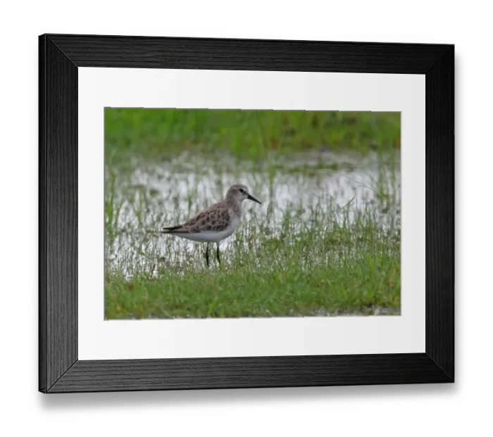 Framed Print : Little Stint (Calidris minuta) adult, standing in wet grassland, Sri Lanka, december Framed Print : Little Stint (Calidris minuta) adult, standing in wet grassland, Sri Lanka, december
