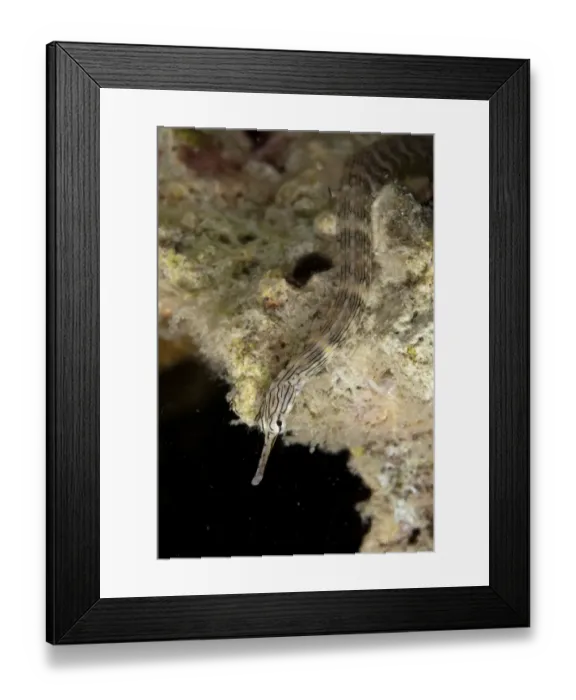Framed Print : Network Pipefish (Corythoichthys flavofasciatus) adult, on reef, Mabul Island, Sabah, Borneo, Malaysia Framed Print : Network Pipefish (Corythoichthys flavofasciatus) adult, on reef, Mabul Island, Sabah, Borneo, Malaysia