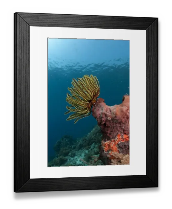 Framed Print : Feather-star (Crinoidea sp. ) on sponge in reef habitat, Pantar Island, Alor Archipelago, Lesser Sunda Islands, Indonesia Framed Print : Feather-star (Crinoidea sp. ) on sponge in reef habitat, Pantar Island, Alor Archipelago, Lesser Sunda Islands, Indonesia