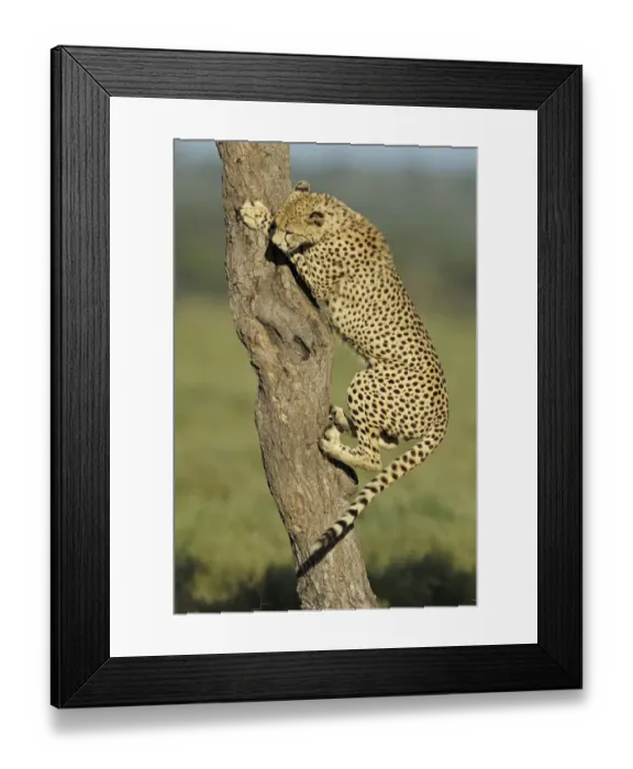 Framed Print : Cheetah (Acinonyx jubatus) adult male, climbing up tree trunk, Serengeti N. P. Tanzania Framed Print : Cheetah (Acinonyx jubatus) adult male, climbing up tree trunk, Serengeti N. P. Tanzania