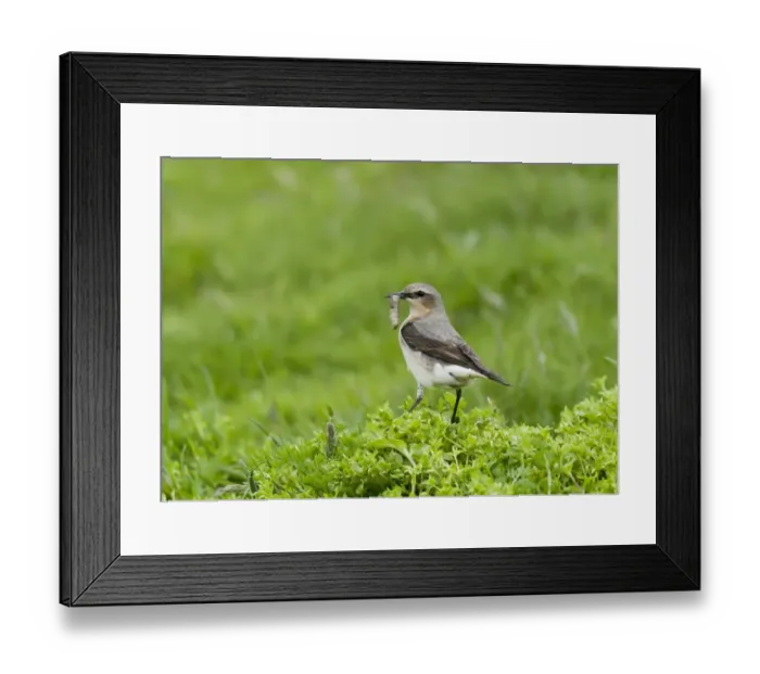 Framed Print : Northern Wheatear (Oenanthe oenanthe) adult female, with caterpillar in beak, standing on vegetation, Shetland Islands, Scotland Framed Print : Northern Wheatear (Oenanthe oenanthe) adult female, with caterpillar in beak, standing on vegetation, Shetland Islands, Scotland