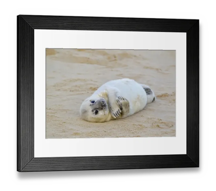 Framed Print : Grey Seal (Halichoerus grypus) whitecoat pup, resting on sandy beach, Horsey, Norfolk, England, november Framed Print : Grey Seal (Halichoerus grypus) whitecoat pup, resting on sandy beach, Horsey, Norfolk, England, november