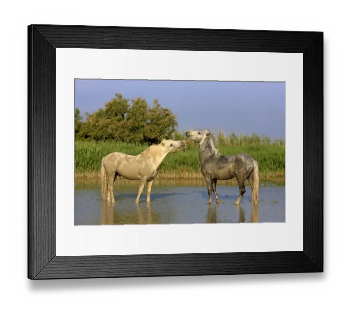 Framed Print : Camargue Horse, two stallions, fighting in water, Saintes Marie de la Mer, Camargue, Bouches du Rhone, France Framed Print : Camargue Horse, two stallions, fighting in water, Saintes Marie de la Mer, Camargue, Bouches du Rhone, France