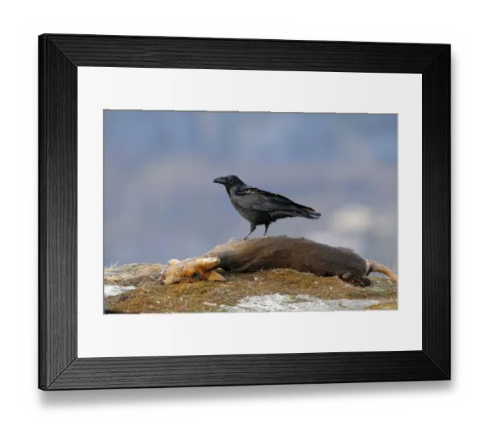 Framed Print : Common Raven (Corvus corax) adult, standing on Western Roe Deer (Capreolus capreolus) carcass, Norway, february Framed Print : Common Raven (Corvus corax) adult, standing on Western Roe Deer (Capreolus capreolus) carcass, Norway, february