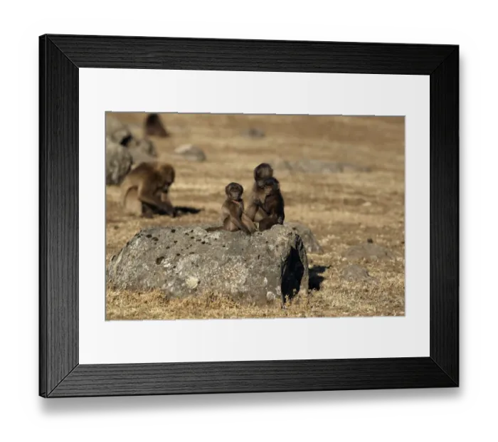 Framed Print : Gelada (Theropithecus gelada) young, three different ages, sitting together on rock, Simien Mountains, Ethiopia Framed Print : Gelada (Theropithecus gelada) young, three different ages, sitting together on rock, Simien Mountains, Ethiopia