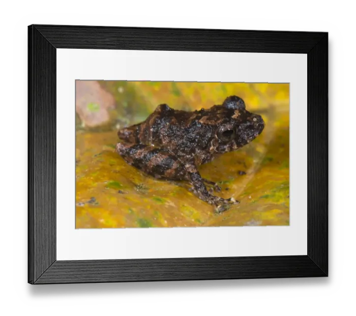Framed Print : Carvalho's Robber Frog (Pristimantis carvalhoi) adult, sitting on dead leaf, Los Amigos Biological Station, Madre de Dios, Amazonia, Peru Framed Print : Carvalho's Robber Frog (Pristimantis carvalhoi) adult, sitting on dead leaf, Los Amigos Biological Station, Madre de Dios, Amazonia, Peru