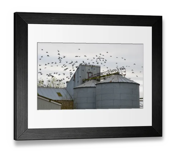 Framed Print : Feral Pigeon (Columba livia) flock, in flight, landing on metal grain silos, Grange, Perth and Kinross, Scotland, november
