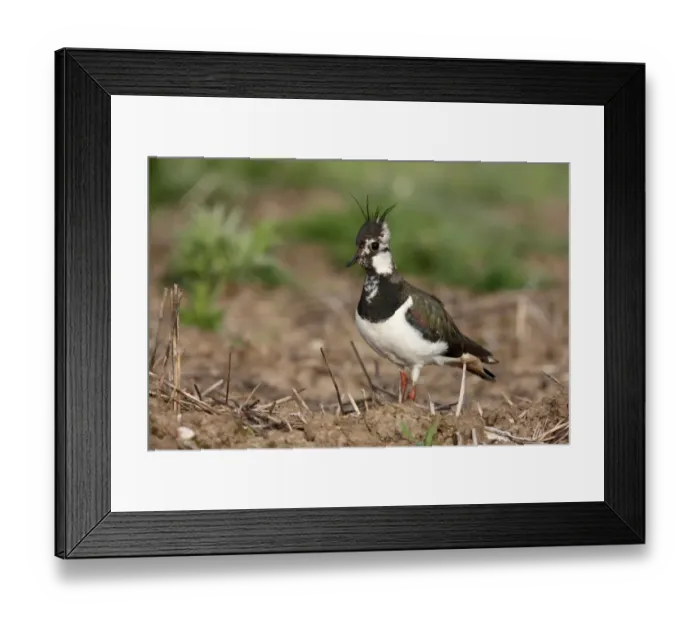 Framed Print : Northern Lapwing (Vanellus vanellus) adult female, standing in field, Midlands, England, spring Framed Print : Northern Lapwing (Vanellus vanellus) adult female, standing in field, Midlands, England, spring