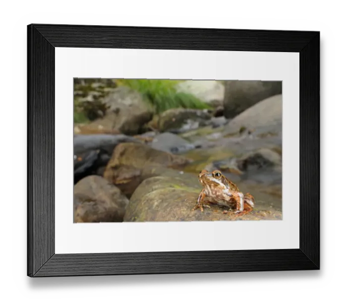 Framed Print : Iberian Frog (Rana iberica) juvenile, sitting on rock in habitat, Spain, september