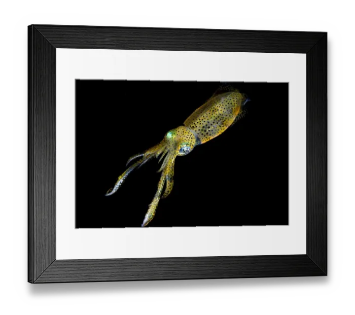 Framed Print : Bigfin Reef Squid (Sepioteuthis lessoniana) adult, swimming, Lembeh Island, Sulawesi, Indonesia Framed Print : Bigfin Reef Squid (Sepioteuthis lessoniana) adult, swimming, Lembeh Island, Sulawesi, Indonesia