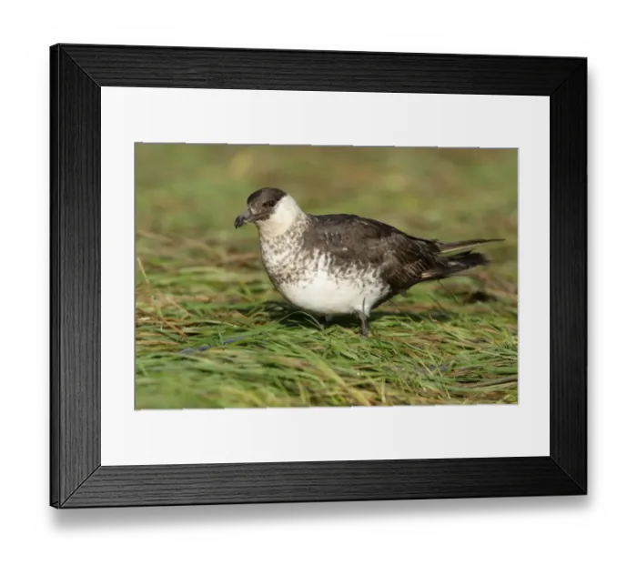 Framed Print : Pomarine Skua (Stercorarius pomarinus) light phase, adult, standing on grass, Gloucestershire, England, december Framed Print : Pomarine Skua (Stercorarius pomarinus) light phase, adult, standing on grass, Gloucestershire, England, december