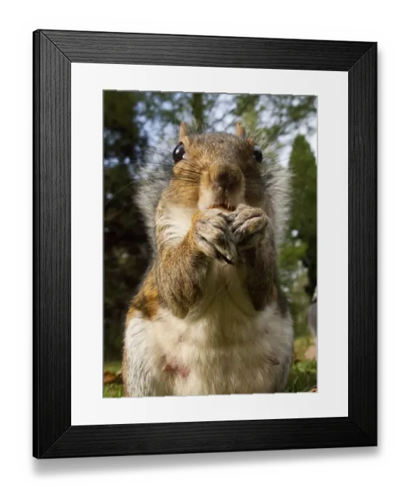 Framed Print : Eastern Grey Squirrel (Sciurus carolinensis) introduced species, adult, close-up of head and paws, feeding on ground in city park, Sheffield, South Yorkshire, England, october Framed Print : Eastern Grey Squirrel (Sciurus carolinensis) introduced species, adult, close-up of head and paws, feeding on ground in city park, Sheffield, South Yorkshire, England, october